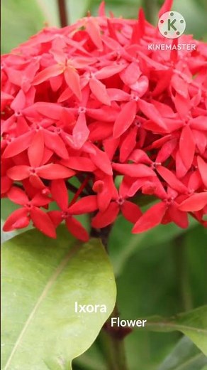 What do butterfies eat ?