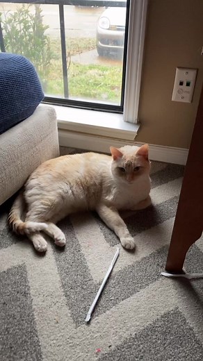 Meet Herbert: The Ultimate Cat Video Compilation