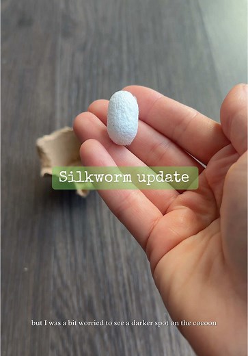 Silkworm Cocoon Update: Preparing for Moth Emergence