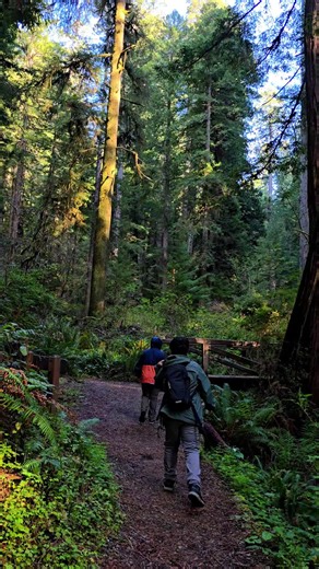 A walk through the Redwoods. April 13, 2025 #naturevibes #fyp #explore #nature #Hiking
