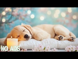 10 Hours of Calming Deep Sleep Music for Dogs 🐶 Anti-Anxiety Dog Music 🎵 Pet Music Therapy 💤 No Ads