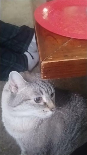 another day is fat cat problems