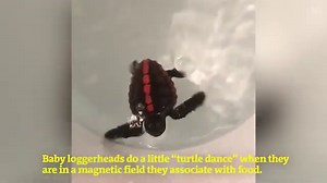 Dancing Baby Sea Turtles Help Researchers Unravel the Mysteries of Their Navigational Superpowers