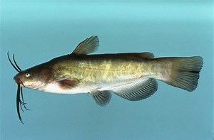 Brown bullhead - Alchetron, The Free Social Encyclopedia