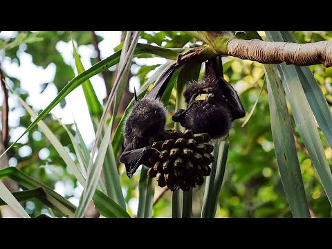 【 オガサワラオオコウモリの採食 】世界自然遺産・小笠原諸島 【 Foraging of the Bonin Flying Fox 】The Bonin Islands