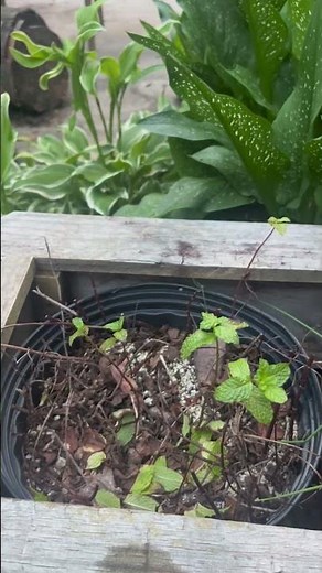 How to grow mint and keep it alive — the ONE thing you need to know #gardening