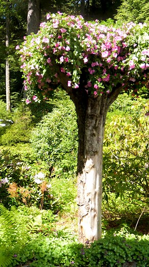 8.8K views · 22 reactions | These upside-down trees in Juneau, Alaska are straight out of a Dr. Suess book! | Tastemade Travel | Facebook