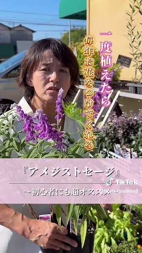 アメジストセージの簡単栽培法