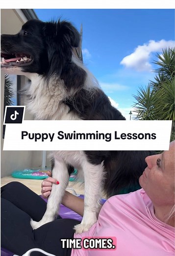 Puppy Swimming Lessons for Confident Canine Swimmers