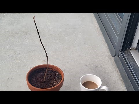 Spring Repot / Root Reduction | Red Maple