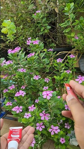 You've been using toothpaste WRONG your whole life!