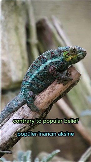 Color-Shifting Master : Chameleon