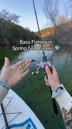 @frogfigure on Instagram: "Sight-fishing in a spring-fed creek #fishing #bass #fish #bassfishing #shimano"