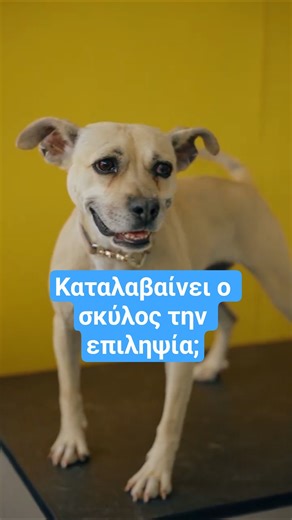 Επιληψία Και Σκύλος | #VetStories Shorts