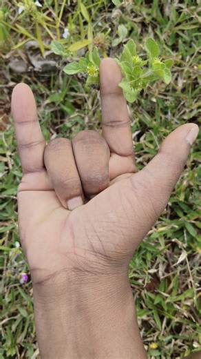 Black Lady bugs #ladybug #beetle3 🦎🐞🕷️🪳 brothers #insects