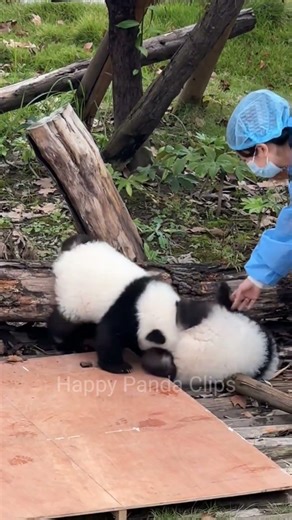 Funny Panda Cubs. Nanny trying to break up the fight. #panda #shorts