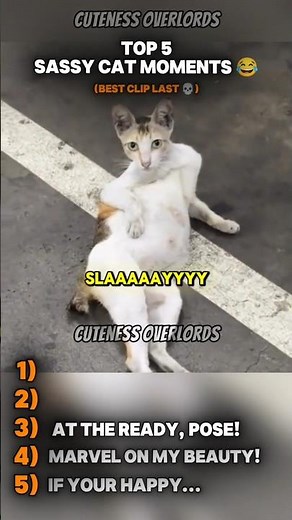 Sassy Cats of the Day 😼🔥 #5 Is a Whole Mood! 😹💅 #sassycats #funnycats #catsfunny #catshorts