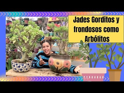 Cómo hacer que crezca, engorde y podar adecuadamente tu árbol de jade para que parezca arbolito