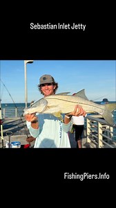 Sebastian Inlet Jetty, FL- Snook Hitting Crabs Comment: "Snook"and we will send you our favorite live bait rig setups for targeting snook at Sebastian Inlet along with which bait shop we recommend or see the info at FishingPiers.Info. I was very surprised to see snook crunching down on live crabs while at Sebastian Inlet this past weekend. Fisherman were either bringing in their own crabs or using a castnet to scoop free swimming crabs. Live fish were also producing but had to be large size. For