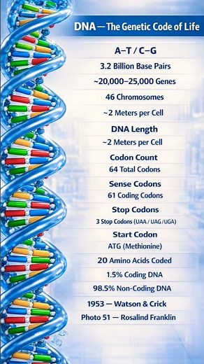 #facts #education “Realistic DNA Model Explained”