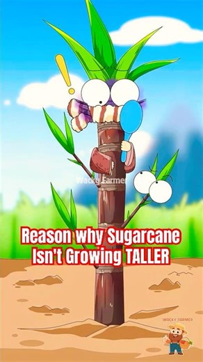 The WEIRD Reason Your Sugarcane Isn't Growing TALLER #sugarcane #animation