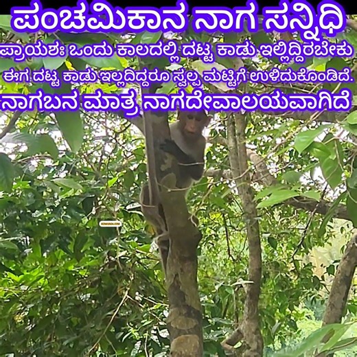 Speciality of ಪಂಚಮಿಕಾನ ನಾಗ ಸನ್ನಿಧಿ Earlier thick Forest is notthere, Concrete Temple won't look Nice