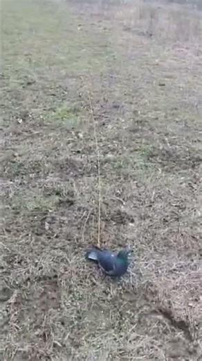 Whoa training #gwp #germanwirehairpointer #dog #doglife #whoatraining #birddog #birddogtraining