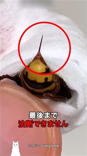 〇んだスズメバチを素手で触ってはいけない理由