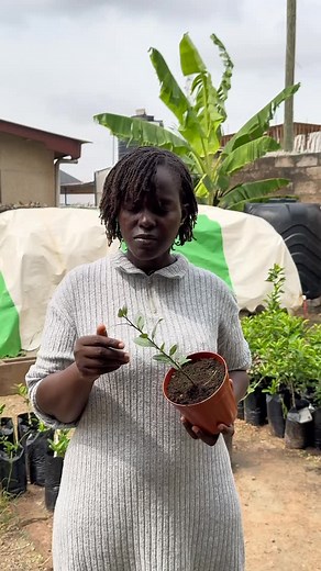 Bay Leaf (Bay Laurel) Care Tips 🌿 Sun-lover alert ☀️ Bay leaf thrives in bright light—give it at least 6 hours of sun daily. Water moderately 💧—allow the soil to dry slightly between watering to prevent root rot. Well-drained soil is a must 🌱 sandy or loamy soil works best in our tropical climate. Prune regularly ✂️ to keep it bushy and encourage fresh, fragrant leaves. Feed lightly 🪴 with compost or organic fertilizer every few weeks. Slow grower, big flavour 🍃—perfect for soups, stews, an