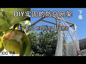 防鸟方法有很多,其中DIY木制的防鳥網架子用几十年不用愁, 保护果实完整無損diy bird netting frame搭架安装下集
