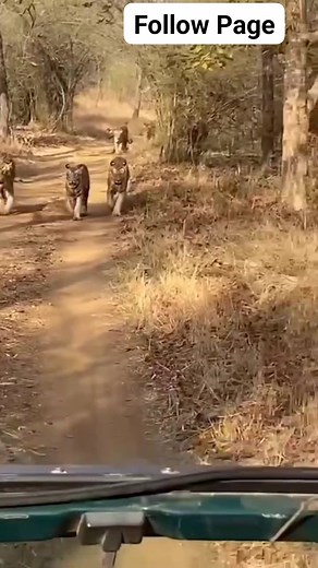 962K views · 5.4K reactions | Kanha National Park @topfans @followers  #fbreels #fbreelsviral #reelsfypシ #facebookreels #youtubeshorts #instareels #tigercat #kanha #TigerRoar #kanhatigerreserve #reelsfb #reelsviral #reelsvideo #reels #wildlife #ytshorts #FacebookReelsContest #facebookpost #trending #fb #fbreelsfypシ゚viral #fbyシviral #photochallenge #cute #fypシ゚ #cr7 #fypシ゚viral #reels #food #ytshorts | Kanha National Park | Facebook