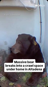 A massive bear has been living in the crawlspace of an Altadena home for nearly a week. Homeowner Ken Johnson captured the bear on camera coming and going through a small opening after ripping away a screen to get inside. #bear #bearsighting #altadena #losangeles #socal #cbs #cbsnews #cbsla | CBS LA
