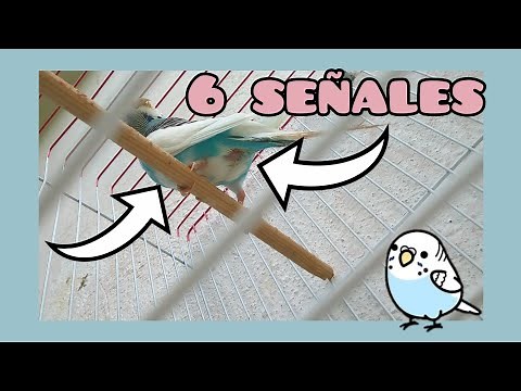 ¿Como saber que mi periquita pondrá huevo? 🐣