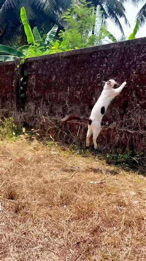 Cat meowing to attrcat cat 😱 ! Cat Meow Sound Effect ! Cat sound ! Cat ! Cat videos ! Cat voice