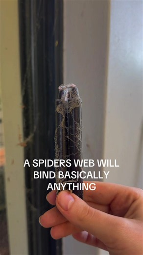Spider Web Binding Spell: How to Use a Spider’s Web for Binding