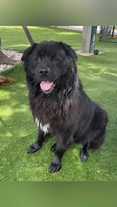 Introducing OSO #A296163 😍 Approximately 2 years, 3 months old and 86 pounds, this male #chowchow is new to the adoption floor and looking for an experienced owner to give him a loving home. Know the Breed The Chow Chow, an all-purpose dog of ancient China, presents the picture of a muscular, deep-chested aristocrat with an air of inscrutable timelessness. Dignified, serious-minded, and aloof, the Chow Chow is a breed of unique delights. Chows are powerful, compactly built dogs standing as high