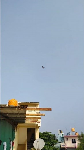 Amazing Tumbler Pigeon Mid-Air Flips ❤️🕊️ | #Pigeon #birds #Viral Shorts