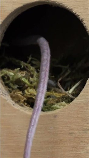 Anyone else feel like hibernating Mountain Pygmy-possum style?