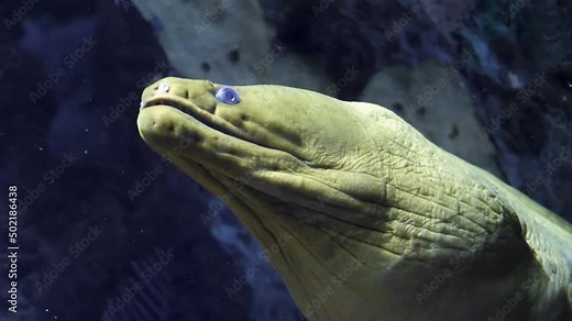 Moray eel on Coral Reef, underwater scene, close up Murena fish close view, natural predator under water. Green Moray Eel openining its mouth. Closeup Green Moray Eel Against Coral Reef In Ocean
