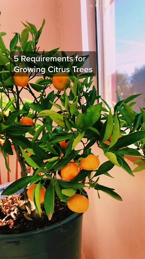 Growing Mandarin Trees: Tips for a Successful Citrus Garden
