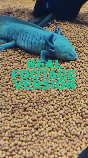 Real Axolotl Facts + Real Footage 🫧🐾 | “I’m an Axolotl” Real Footage Version | Animal Flow Factory