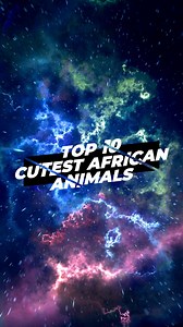 Top 10 CUTEST African Animals! ❤️ Get ready to fall in love! Our TOP 10 CUTEST AFRICAN ANIMALS are absolute heart-stealers. From chubby Rain Frogs to playful Meerkats. Discover the adorable charm of Africa's wildlife! 🐾🌟 #top10 #cuteanimals #africananimals #animals #wildlife | 1 Minute Animals