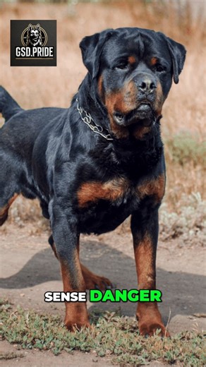 Top 4 Elite Guard Dogs: Unmatched Loyalty and Protection. These elite guard dog breeds—including Rottweilers, German Shepherds, and Dobermans—are loyal, fearless, and always ready to protect their family. Discover the traits that make these dogs legendary guardians. #guarddog #dogbreeds #Rottweiler #GermanShepherd #Doberman | Volodymyr Pylypyak