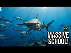 Diving with HAMMERHEAD SHARKS at Darwin's Arch | 4K