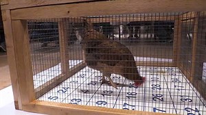 As if you needed even one MORE reason to join us at Coop Camp!! But -- here it is!!! CHICKEN POOP BINGO ... GREAT PRIZES... AND FUN!! One of the things our Campers LOVE is all the prizes at Coop Camp... door prizes, silent auction prizes and Chicken Poop Bingo prizes.... not to mention goodie bags filled with samples and coupons. NOBODY goes home empty-handed from Coop Camp and EVERYBODY has fun while getting to know one another. Come for the fun and learn a ton, too! Learn more and register: ht