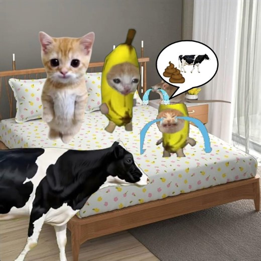 Cow inside the House! Baby Banana Cat Big Mess 😺❤️ #catmemes #cat #shorts #fyp #bananacat