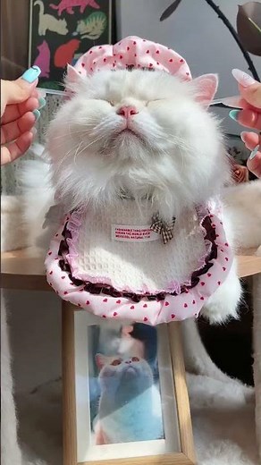 Satisfying Cat Ear Cleaning Routine Prevent Ear Mites Easily #cute cats #cat shorts