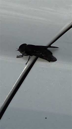 Black horse fly (Tabanus atratus) - gigantic 🪰