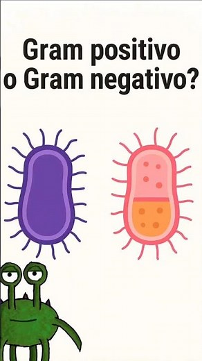 Bacterias gram positivas y negativas. ¿Sabes distinguirlas?🦠