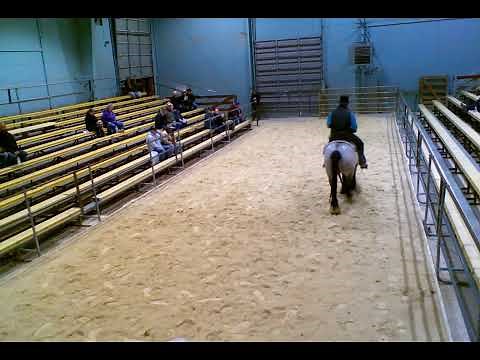 2025 Spring Waverly Midwest Horse Sale Preview